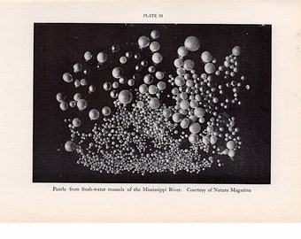 1934 年頃の真珠のリトグラフ - オリジナルのビンテージ プリント - 海のプリント - 海の生物のプリント - 淡水産のムール貝の真珠の写真リトグラフ