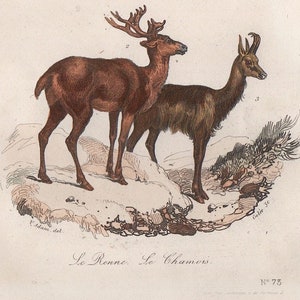c. 1860 DEER & GOAT engraving • original antique print • hand colored • small antique animal print • Cuvier and Buffon •