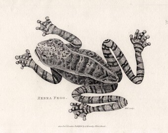 c. 1802 ZEBRA FROG engraving • original antique print • Shaw & Nodder print • amphibian print • antique engraving of a frog • ranidae print