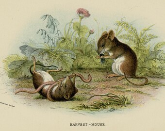 c. 1896 HARVEST MOUSE lithograph • original antique print • rodent print • Lloyd print • mice print • mouse print