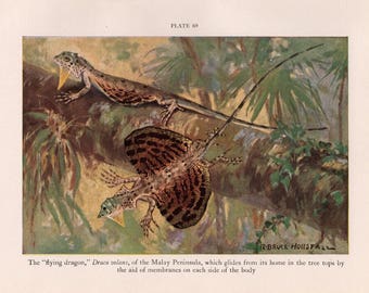 May include: A detailed illustration of a "flying dragon" or Draco volens, a lizard native to the Malay Peninsula, gliding through the air with its large, colourful wings extended. The illustration depicts the dragon in a natural setting, surrounded by lush green foliage.