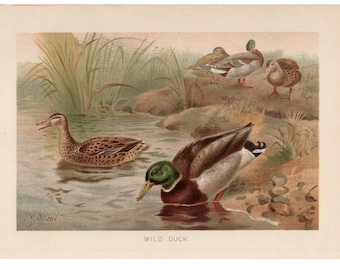 MALLARD DUCKS lithograph c. 1894 • original antique print • antique bird print by Lydekker • ornithology • ducks print • waterbird print
