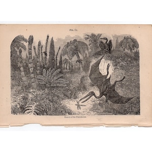 H. 1877 PTERODAKTYL Gravur - antiker Originaldruck - Ausgestorbenes Tier - Prähistorische Szene - Prähistorische Tiere - Pterosaurier - Jura