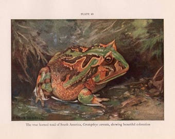 May include: A close-up of a horned toad with green, brown, and orange markings. The toad is sitting in a wet, muddy area with green foliage in the background. The text "The true horned toad of South America, Ceratophrys cornata, showing beautiful coloration" is printed below the image.