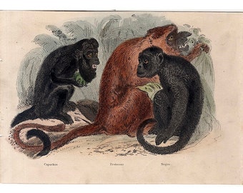 H. 1854 MONKEYS • original antike Drucke • handkolorierte Stiche • Primaten • Kapuziner Affen • Rüssel