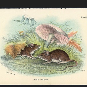 c. 1896 WOOD MOUSE lithograph • original antique print • rodent print • Lloyd print • mice print •