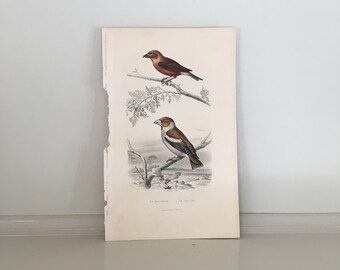 From 1860 Hand colored lithograph print of BIRDS