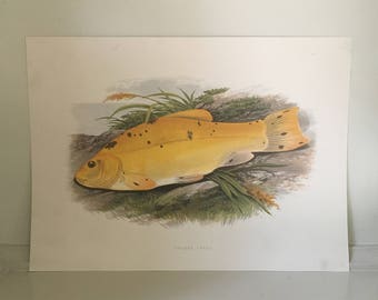 goby print Kurte Blochien underwater world fish decor vintage fish print Original antique fish print 1835 Fish engraving
