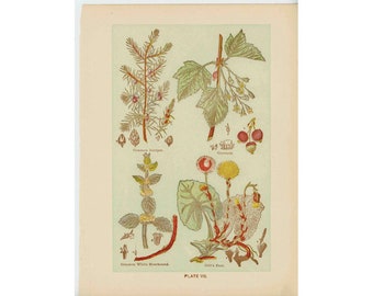 c. Lithographie de 1906 PLANTES MÉDICINALES • impression antique originale • botanique • fleurs • herbes médicinales • genévrier groseilles poulains pied lévrier