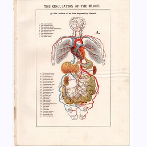 c. 1910 BLOOD CIRCULATION print • original antique print • anatomy print • physiology print • medical illustration • circulatory system