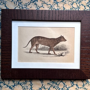 framed c.1853 SOUTH WALES WOLF print • original antique print • Australian animal • Thylacine wolf • extinct animal print - Tasmanian wolf