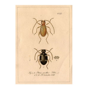 1837 BEETLES BUGS INSECT antique print original hand coloured engraving