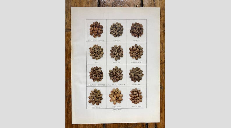 mocha coffee shop coffee print kitchen art java c 1911 COFFEE BEANS print original antique print lithograph coffee lover