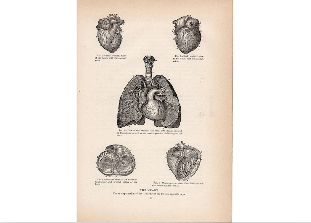 HEART ANATOMY Antique Print C. 1901 • Original Antique Lithograph ...