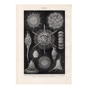 c. 1910 radiolarian sea life original antique engraving - aquatic animal