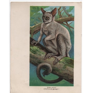 Galago - c. 1895 BUSH BABY print original antique african animal lithograph print