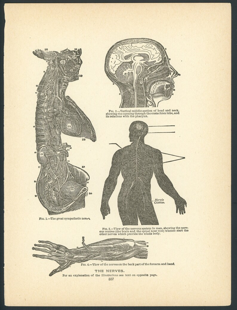 C. 1901 NERVOUS SYSTEM Lithograph • Original Antique Print • Medical ...