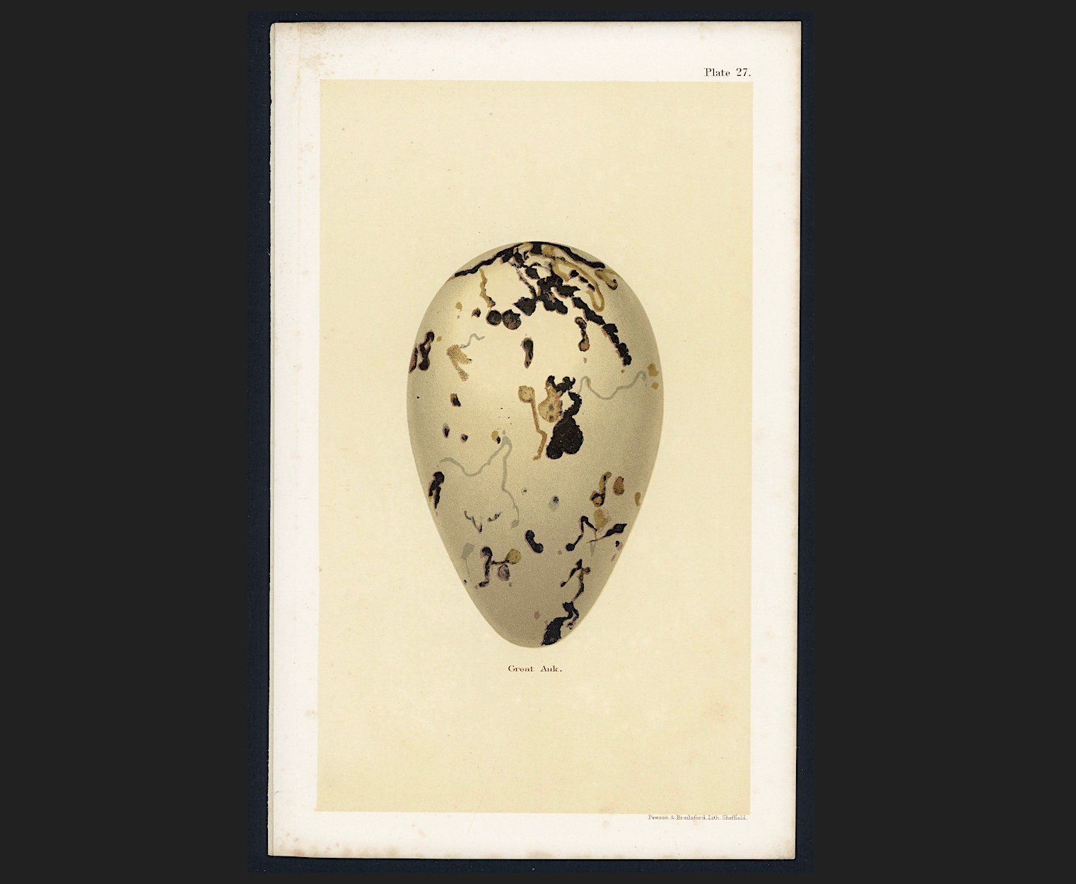 Great Auk Print - Etsy Singapore