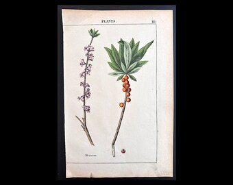 c. 1857 POISONOUS PLANTS lithograph • original antique print • botanical print • deadly botany • poisonous flowers print • MEZEREON