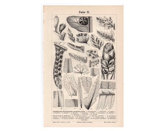 C. 1894 PLANT ANATOMY • FERNS lithograph • original antique print • botanical print • botany print •