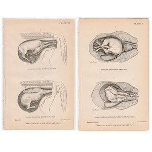 c. 1907 FOAL IN UTERO lithographs • set of 2 original antique prints • horse anatomy prints • equine medicine • horse fetus