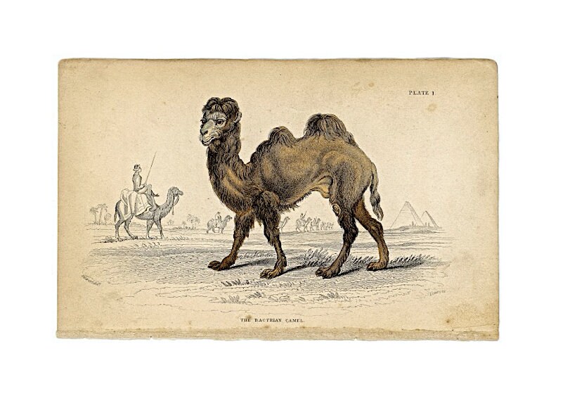 Camelページ il_fullxfull.3218157745_7gcc.jpg