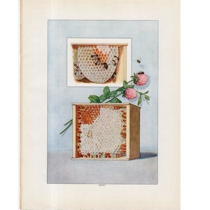 c. 1911 HONEY COMB PRINT - original antique print - food print - bee&#39;s honey print - honey bee print