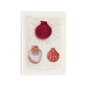 C. 1907 LITOGRAFÍA DE CONCHAS ANTIGUAS - impresión antigua original - vida marina playa marina océano - conchas de vieira