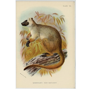 ca 1896 QUEENSLAND TREE KÄNGURU-tryck • originalt antikt tryck • australiskt djurtryck • pungdjurstryck • Monotrema tryck • Australien