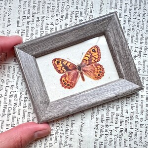 TINY! c. 1963 FRAMED BUTTERFLY lithograph • original vintage print • butterflies print • Lepidoptera print - butterflies & moths