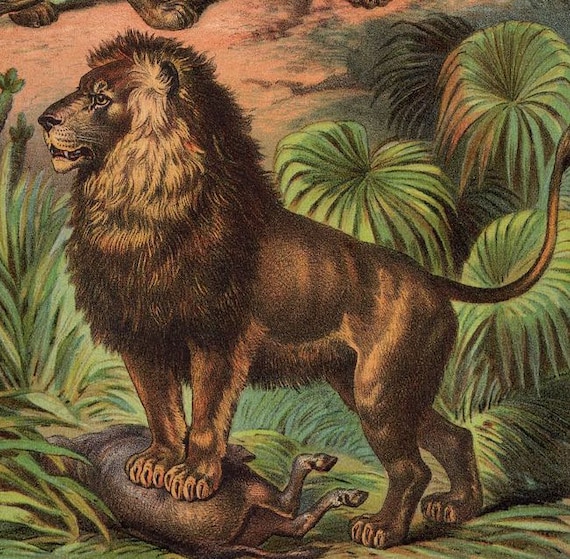 C. 1880 LIONS ANTIQUE Lithograph - Original Antique Print - Wild