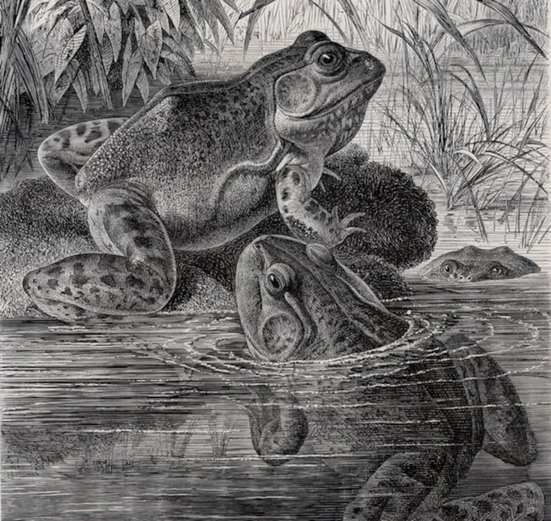 c 1900 ANTIQUE FROG print \u2022 original antique print \u2022 amphibian print \u2022 Brehms print \u2022 toad print \u2022 anura print \u2022 Ranidae print