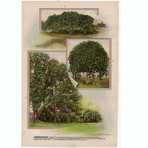 c. 1911 TREES print • original antique print • botanical print • forest print • tree print • forestry print • elm mulberry & catalpa trees