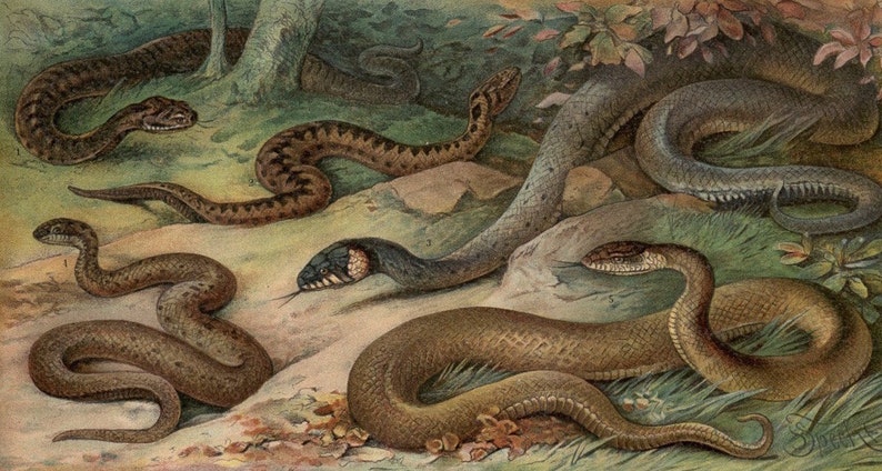 1894 SNAKE ANTIQUE LITHOGRAPH original antique reptile serpent print asp viper adder grass water snake colubrid racer image 2