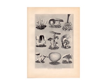 May include: A vintage black and white illustration of various types of mushrooms. The image includes the common names of each mushroom, such as "The Common Mushroom" and "The Edible Bolete".