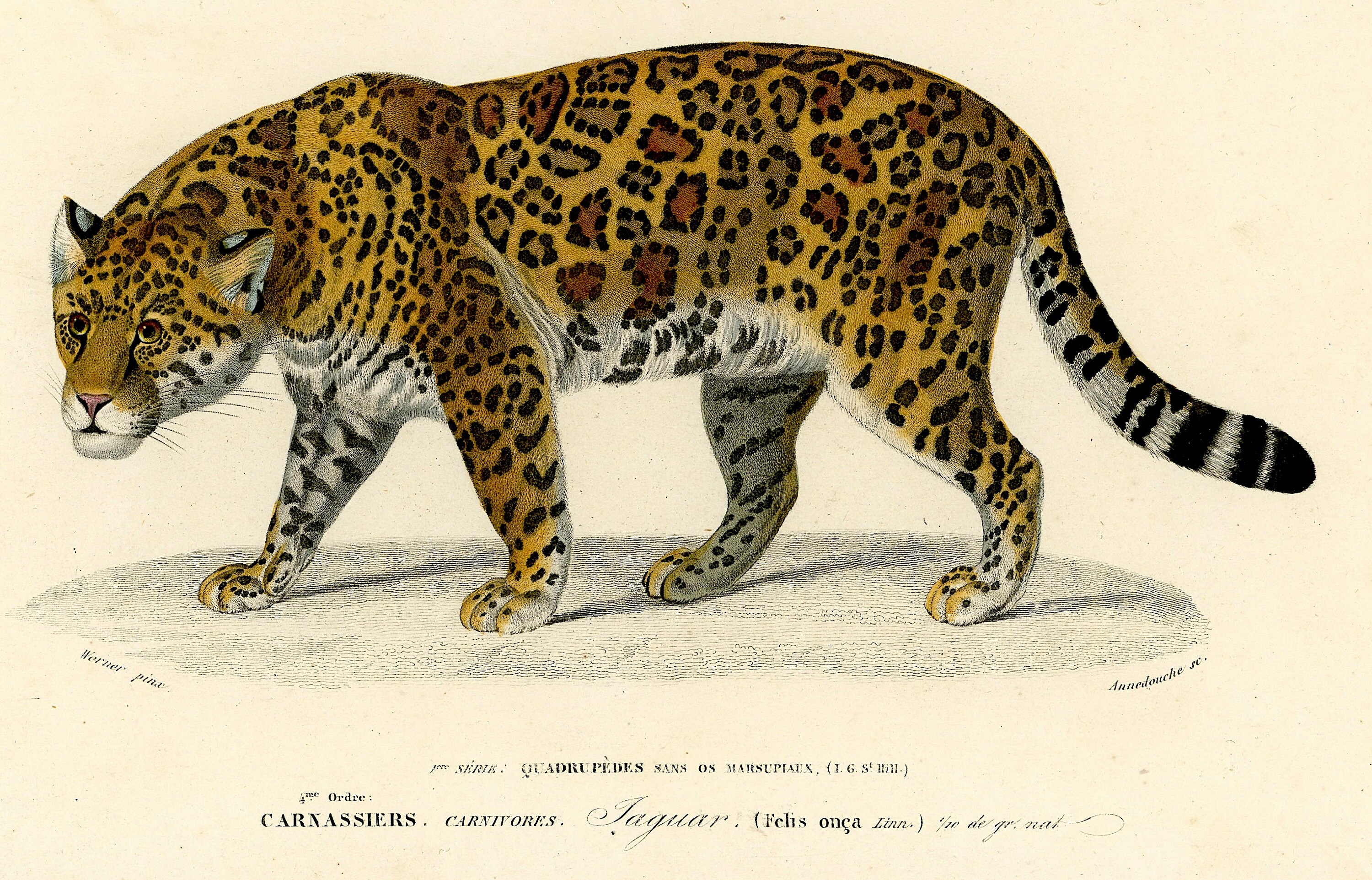 JAGUAR grabado grabado antiguo original animal - Etsy España JAGUAR grabado grabado antiguo original animal - Etsy España