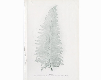 NATURE PRINT FERN Lithographie c. 1910 • antiker Originaldruck • botanische Grafik • grüne Farne Druck • Farnwedel Druck • Farn Druck