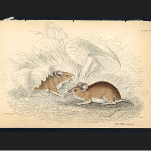 c. 1845 FIELD MOUSE print • original antique print • rodent print • field mice print • Jardine animal engraving • hand colored