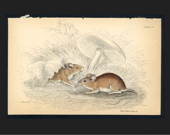 c. 1845 FIELD MOUSE print • original antique print • rodent print • field mice print • Jardine animal engraving • hand colored