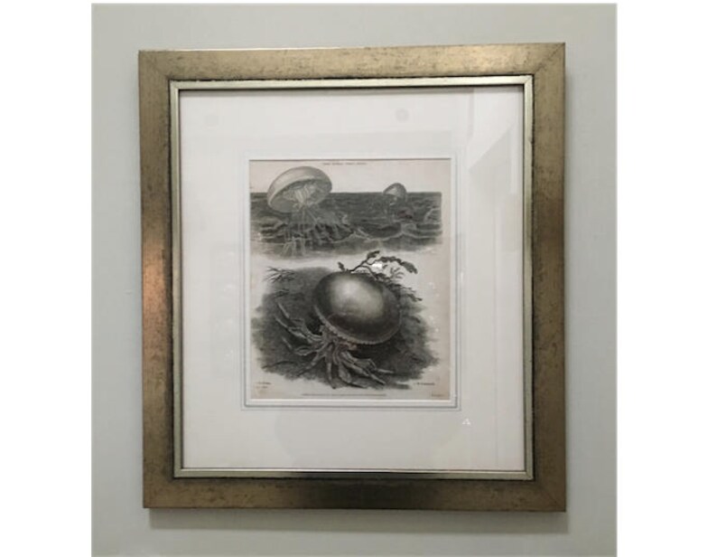 in frame /& ready to hang! sea life ocean marine animal medusa jelies 1820 JELLYFISH ANTIQUE ENGRAVING c original antique print