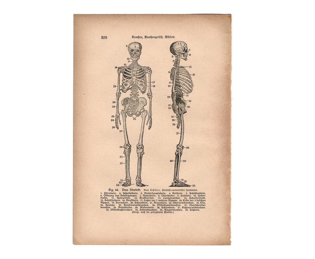 C. 1902 SKELETON Lithograph • Original Antique Print • Skeleton Print ...