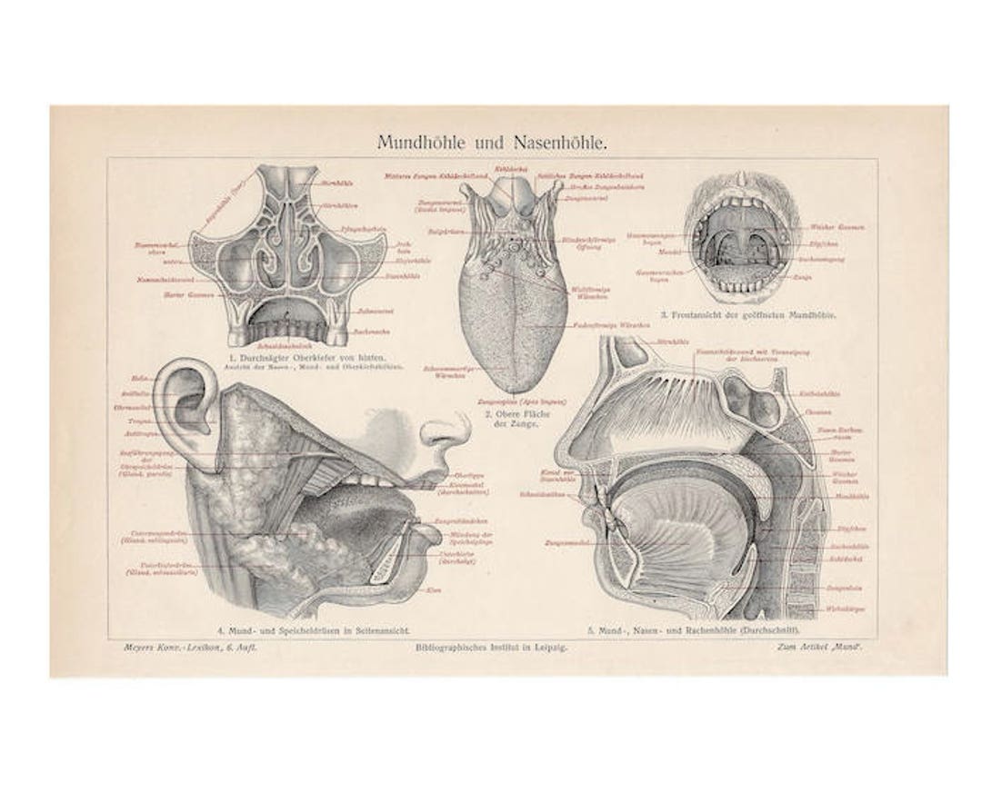 C. 1894 HUMAN ANATOMY Lithograph Original Antique Print Jaw Muscles ...