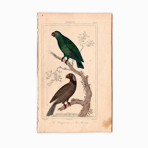 c. 1831 ANTIQUE PARROTS engraving •  original antique print • Buffon bird prints • ornithology prints • avian • hand colored • psittacines