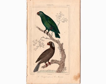 c. gravure de 1831 PERROQUETS ANTIQUES • gravure ancienne originale • gravures d'oiseaux Buffon • gravures ornithologiques • aviaire • coloriée à la main • psittacidés