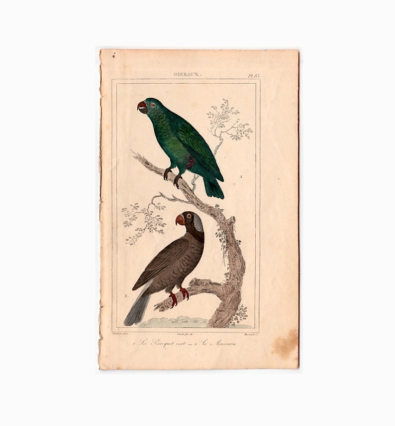c. 1831 ANTIQUE PARROTS engraving original antique print Buffon bird prints ornithology prints avian hand colored psittacines image 1