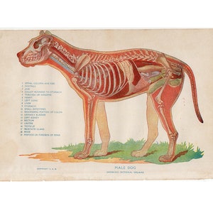 c. 1926 DOG ANATOMY lithograph original antique print animal anatomy gift for Veterinarian canine anatomy medical illustration image 1
