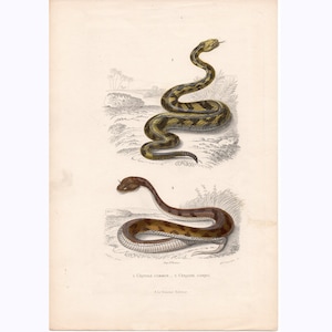 May include: Antique botanical illustration of two snakes. The top snake is yellow and black, coiled on the ground. The bottom snake is brown with a lighter belly. The illustration is on a cream-colored background.