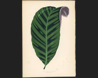 c.1872 ANTIQUE LEAF PRINT - botanical lithograph - original antique print by Lowe - leaved plant horticulture leaves foliage -