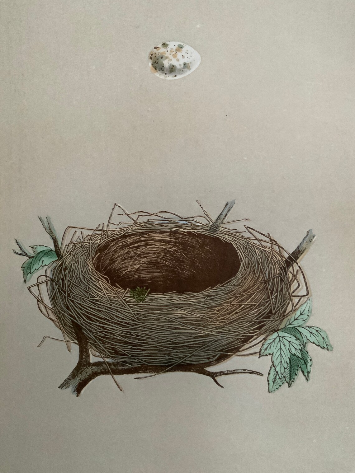 C.1875 ANTIQUE NEST & EGG prints original antique bird nest Etsy