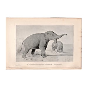 c. 1892 DINOTHERIUM • lithograph • original antique print • prehistoric animals • Miocene period • paleo art • extinct! ancient elephant